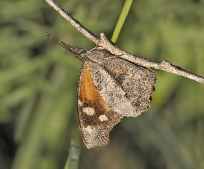 American Snout