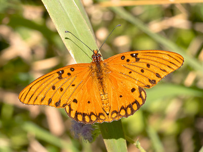 Gulf Fritillary