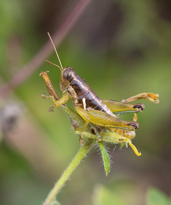 Paraidemona species grasshopper