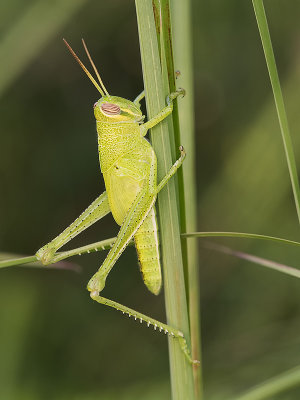 Mischeivous Bird Grasshopper