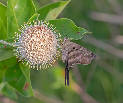 Long-tailed Skipper