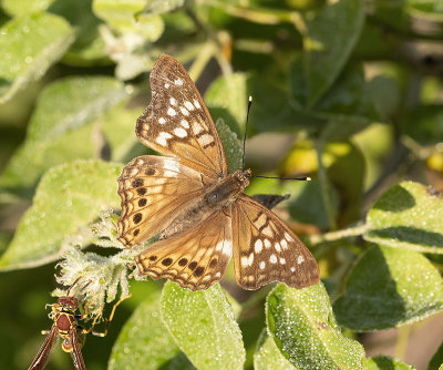 Hackberry Emperor