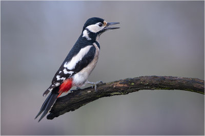 grote bonte Specht - Dendrocopos major 18/1