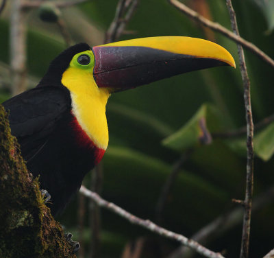 Chestnut-mandibled toucan, La Fortuna, Costa Rica, December 2018