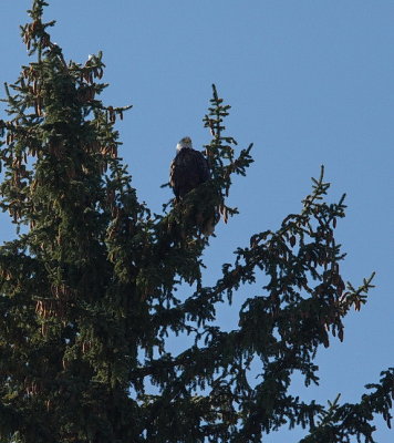 Bald Eagle at the Snake River