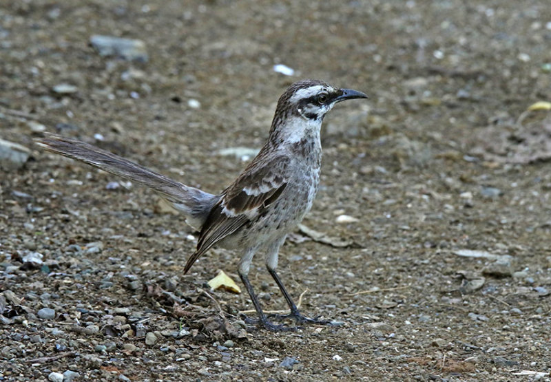 Long-tailed Mockingbird