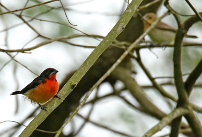 Crimson-breasted Finch