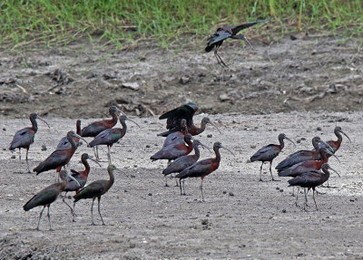 Glossy Ibis