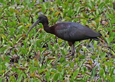 Glossy Ibis