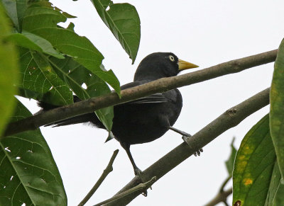 Yellow-billed Cacique