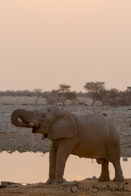 African Elephant - Loxodonta africana