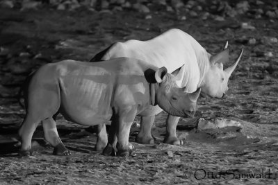 Black Rhinoceros -Diceros bicornis