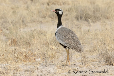 Northern Black Korhaan - Afrotis afraoides