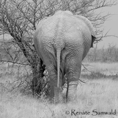 African Elephant - Loxodonta africana