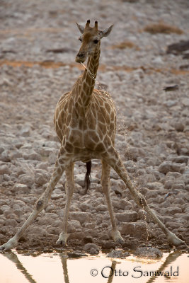 Angola Giraffe - Giraffa angolensis