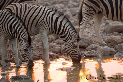 Common Zebra - Equus quagga