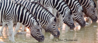 Common Zebra - Equus quagga