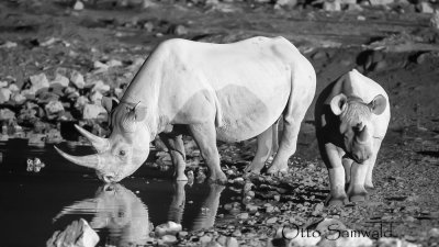Black Rhinoceros -Diceros bicornis