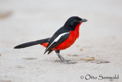 Crimson-breasted Shrike - Laniarius atrococcineus