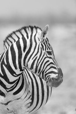 Common Zebra - Equus quagga