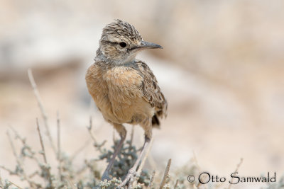 Spike-heeled Lark - Chersomanes albofasciata