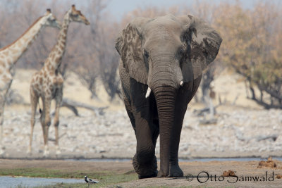 African Elephant - Loxodonta africana