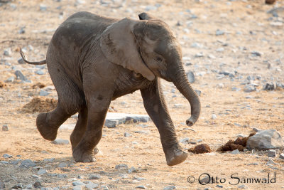 African Elephant - Loxodonta africana
