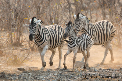 Common Zebra - Equus quagga