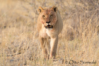 Lion - Panthera leo
