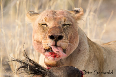 Lion - Panthera leo
