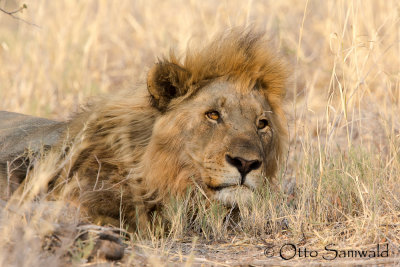 Lion - Panthera leo
