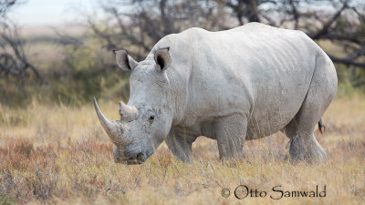 White Rhinoceros - Ceratotherium simum
