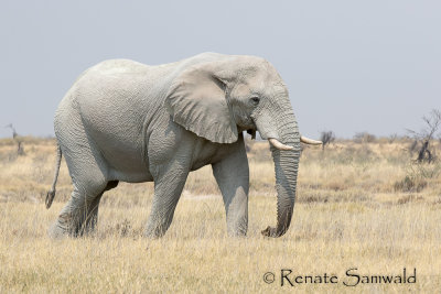 African Elephant - Loxodonta africana