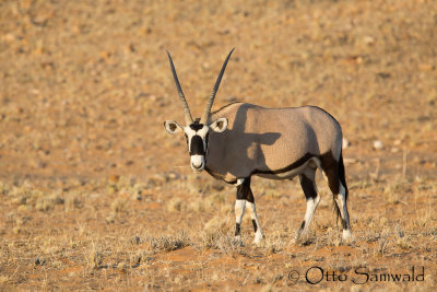 Southern Oryx - Oryx gazella