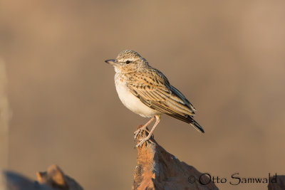 Sabota Lark - Calendulauda sabota