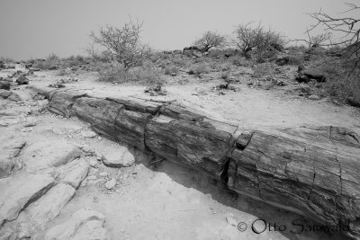 Petrified Forest