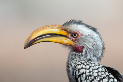 Southern Yellow-billed Hornbill - Tockus leucomelas