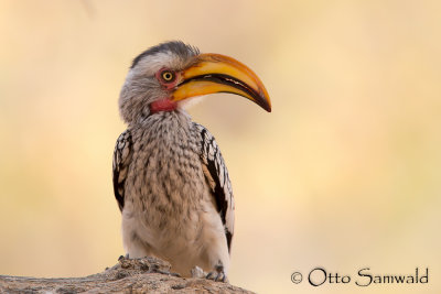 Southern Yellow-billed Hornbill - Tockus leucomelas