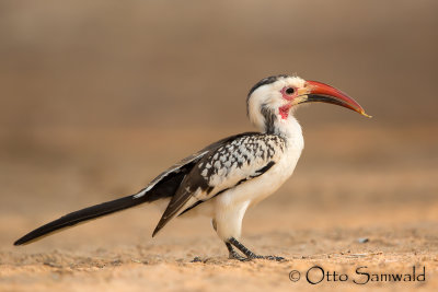Damara Red-billed Hornbill - Tockus damarensis