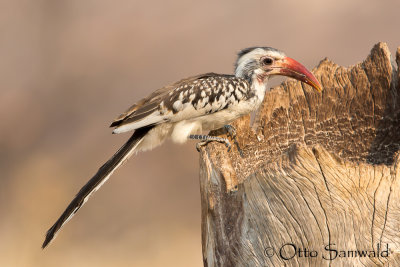 Damara Red-billed Hornbill - Tockus damarensis