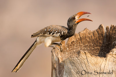 Monteiros Hornbill - Tockus monteiri
