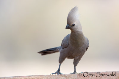 Grey Go-away-bird - Corythaixoides concolor