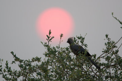 Grey Go-away-bird - Corythaixoides concolor