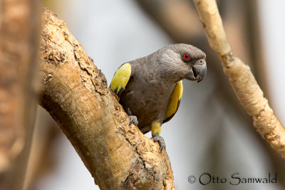 Rppells Parrot - Poicephalus rueppellii