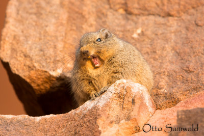 Dassie Rat - Petromus typicus