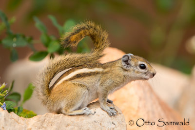 Congo Rope Squirrel - Funisciurus congicus