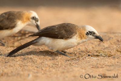 Bare-cheeked Babbler - Turdoides gymnogenys