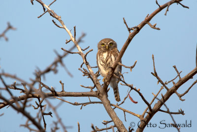 Pearl-spotted Owlet - Glaucidium perlatum