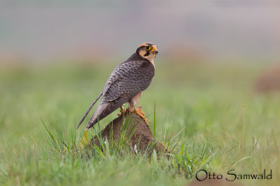 Lanner Falcon - Falco biarmicus