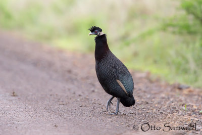 Crested Guineafowl - Guttera pucherani